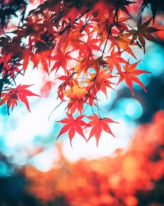 asagi_photo0921