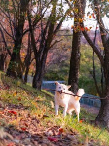 cosmos_2112